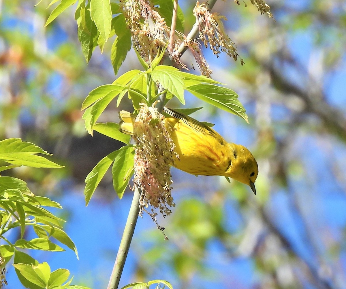 Yellow Warbler - ML337840191