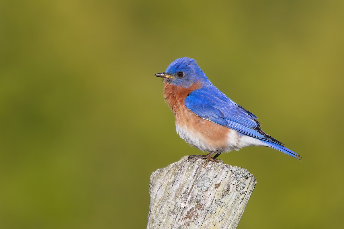 Eastern Bluebird - ML337841431
