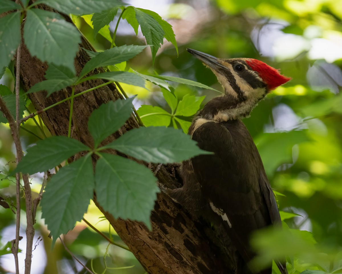 Pileated Woodpecker - ML337842071