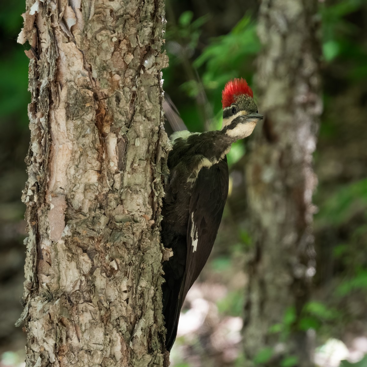 Pileated Woodpecker - ML337842081