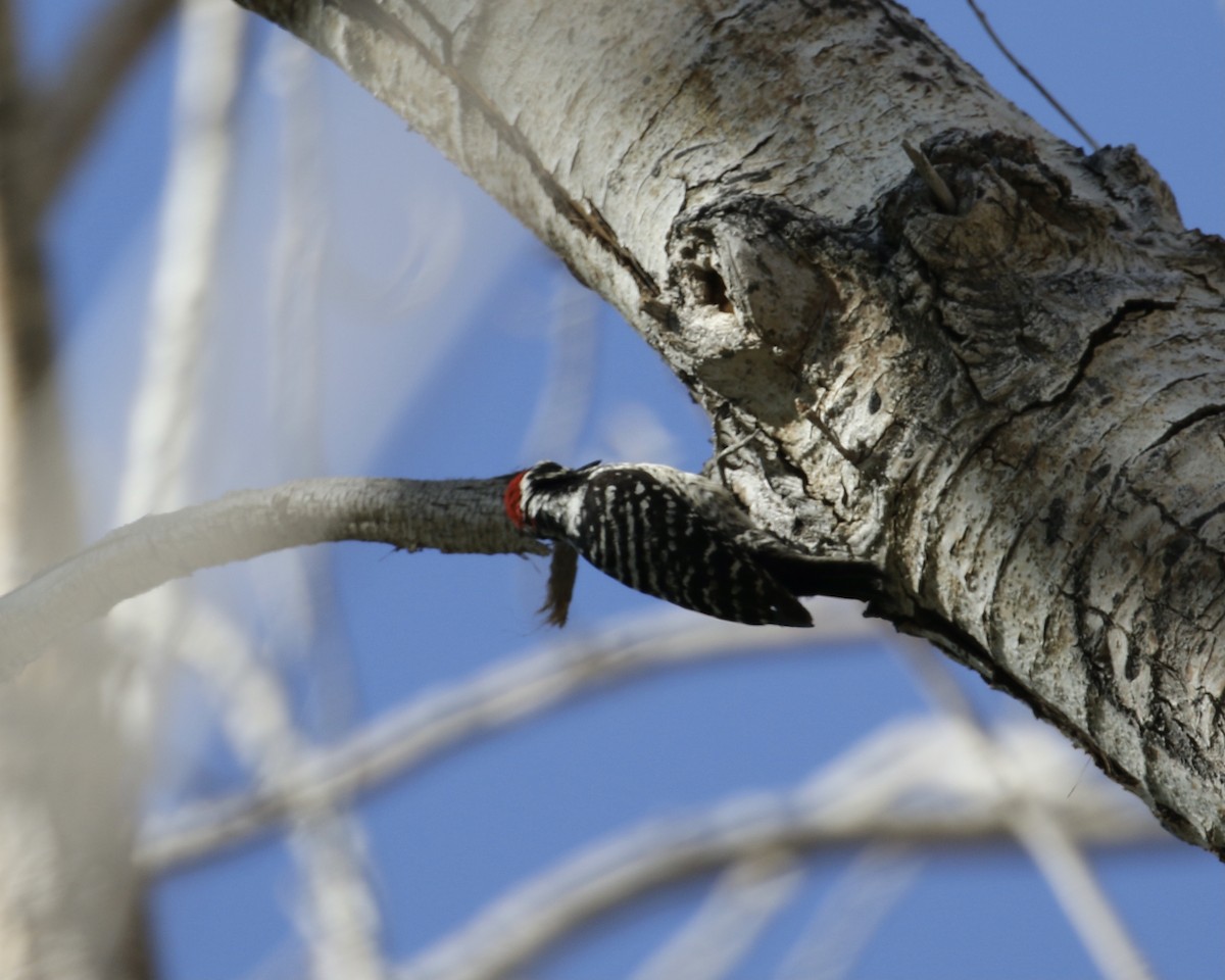 Ladder-backed Woodpecker - ML337842281