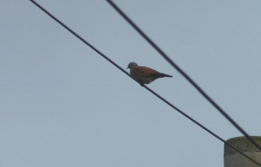 Red Collared-Dove - ML33784461