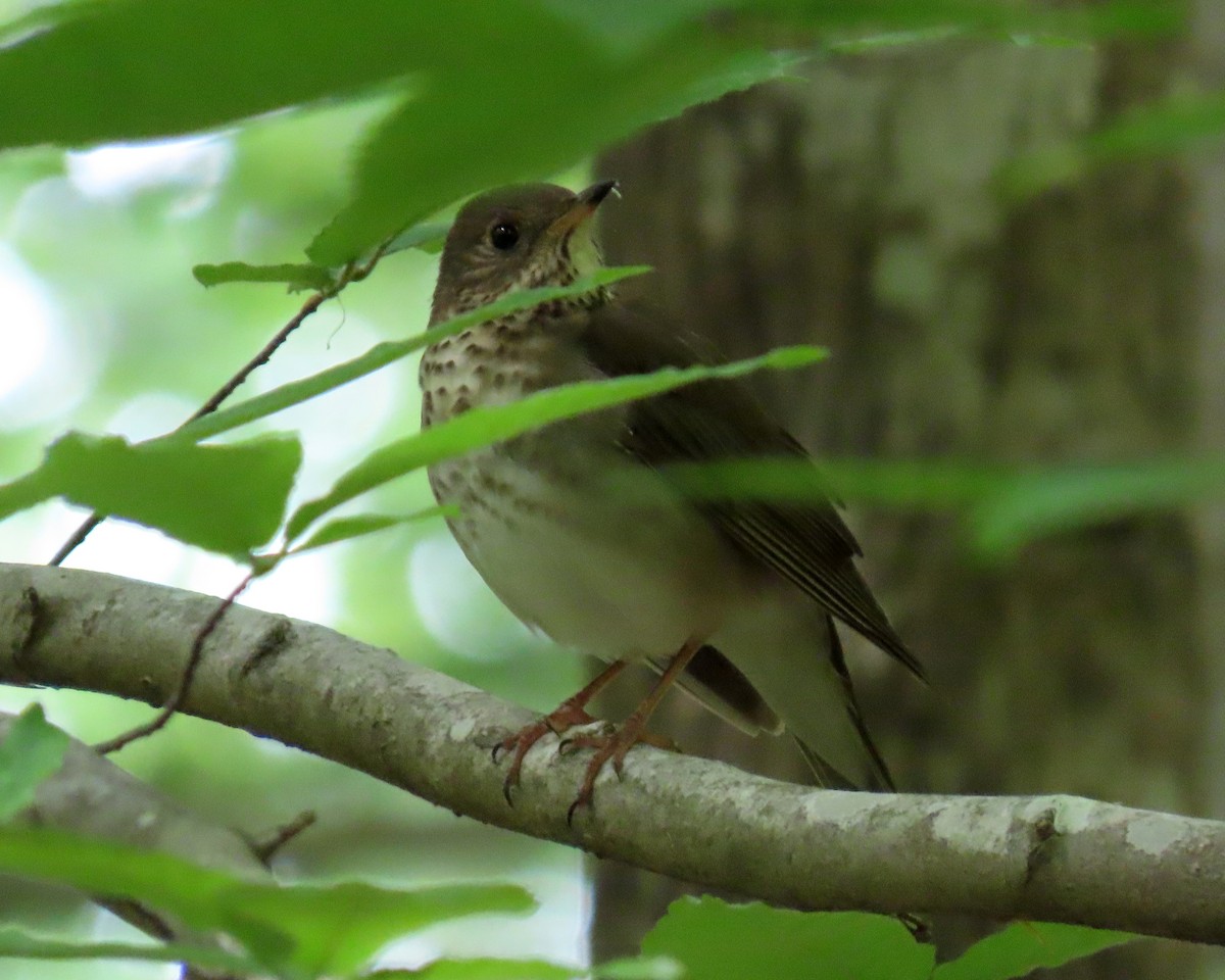 Gray-cheeked Thrush - ML337847161