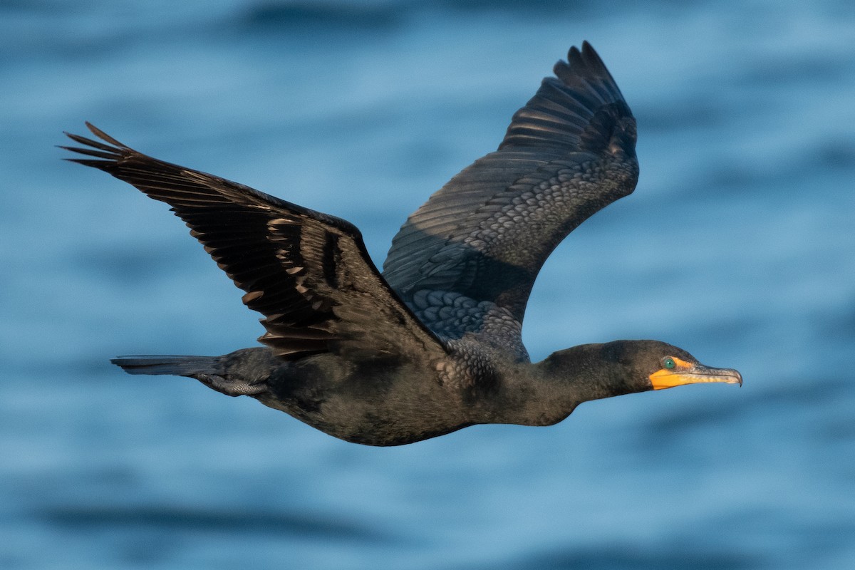 Double-crested Cormorant - ML337847981