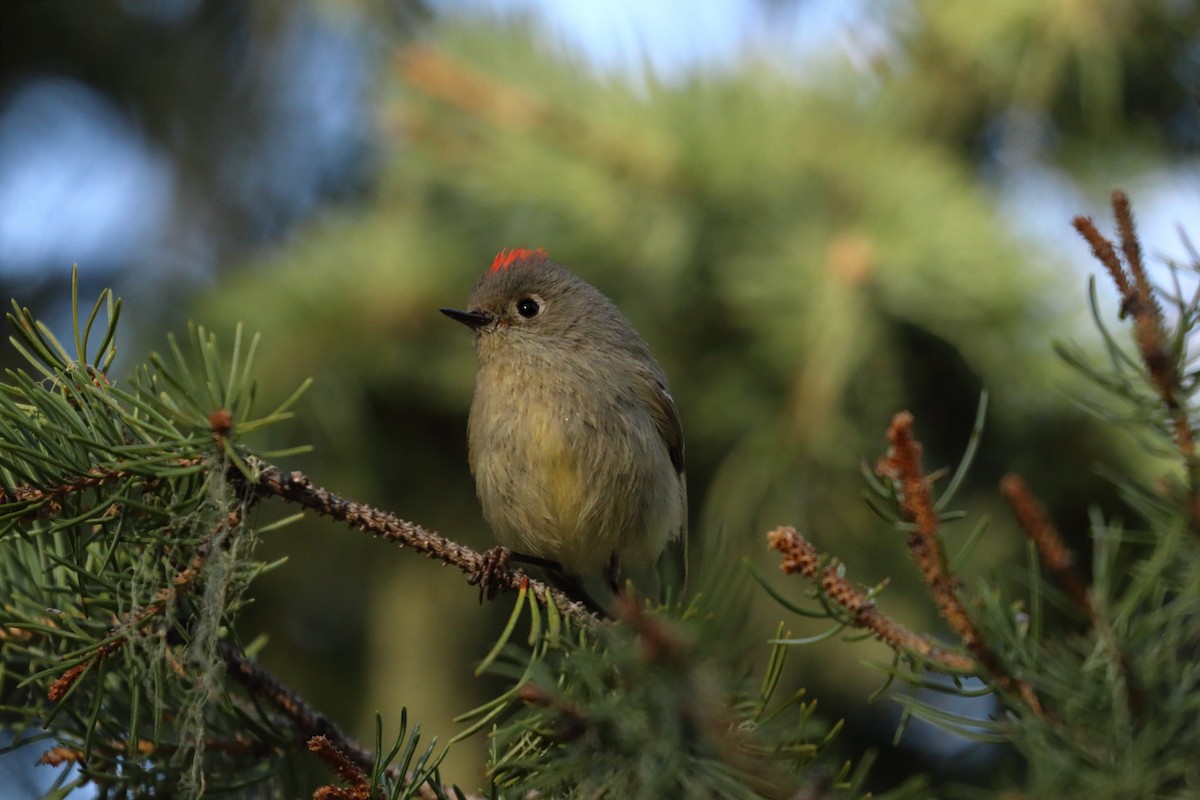 Ruby-crowned Kinglet - Jay Follett