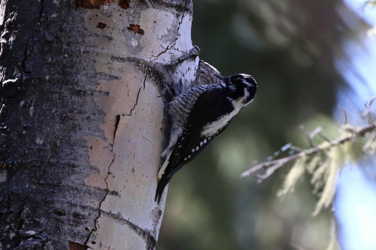 American Three-toed Woodpecker - Jay Follett