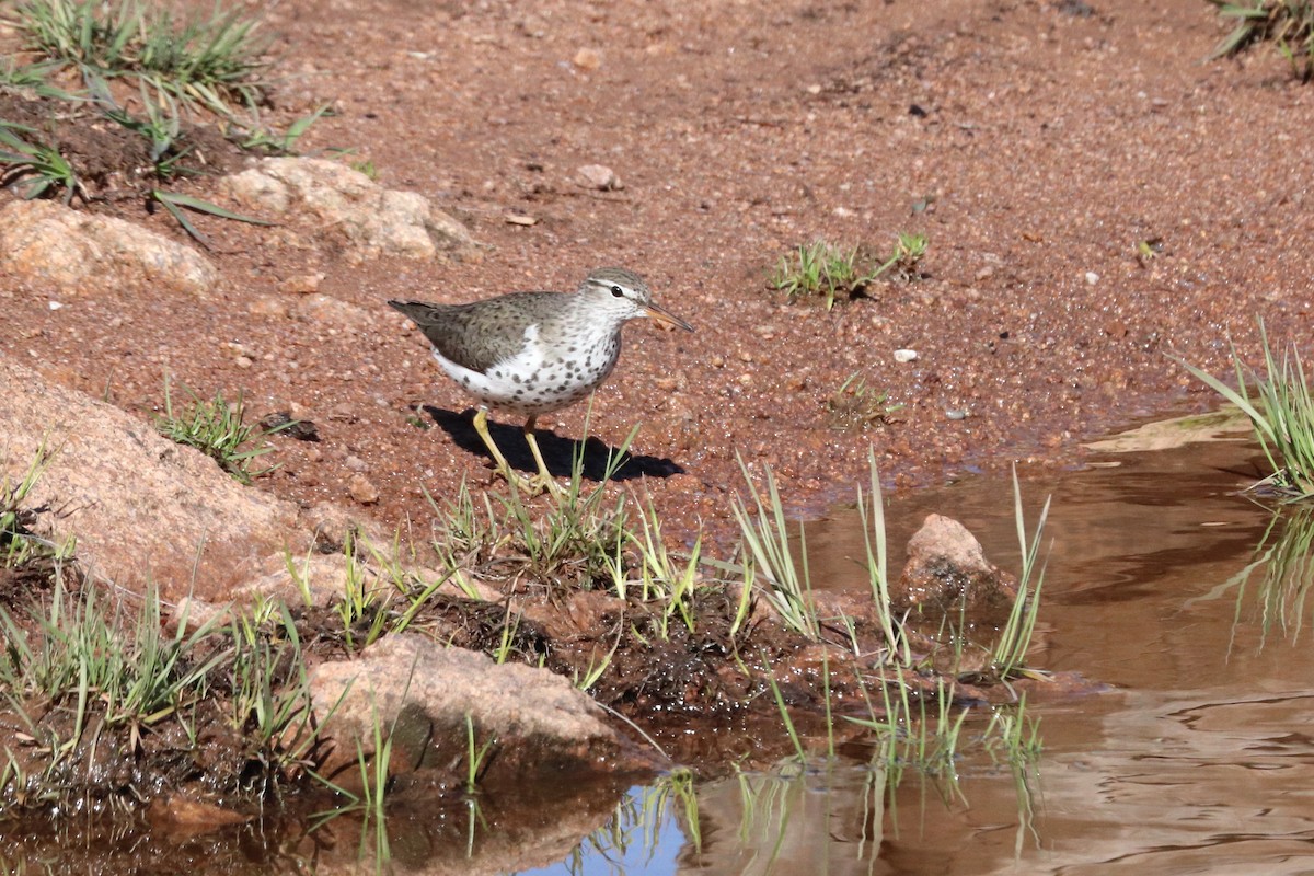 Spotted Sandpiper - Jay Follett