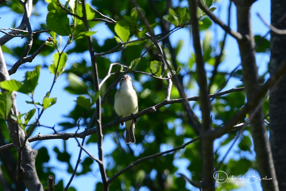 Warbling Vireo - ML337849561