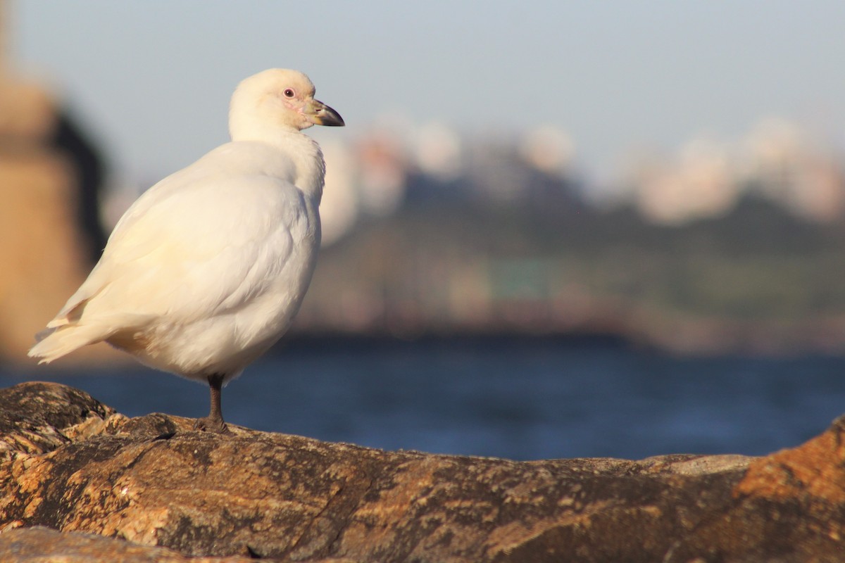 Snowy Sheathbill - ML337850261