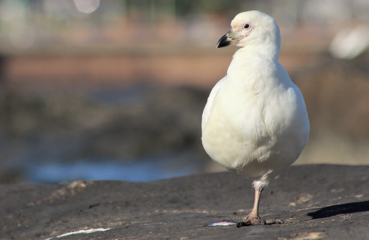 Snowy Sheathbill - ML337850281