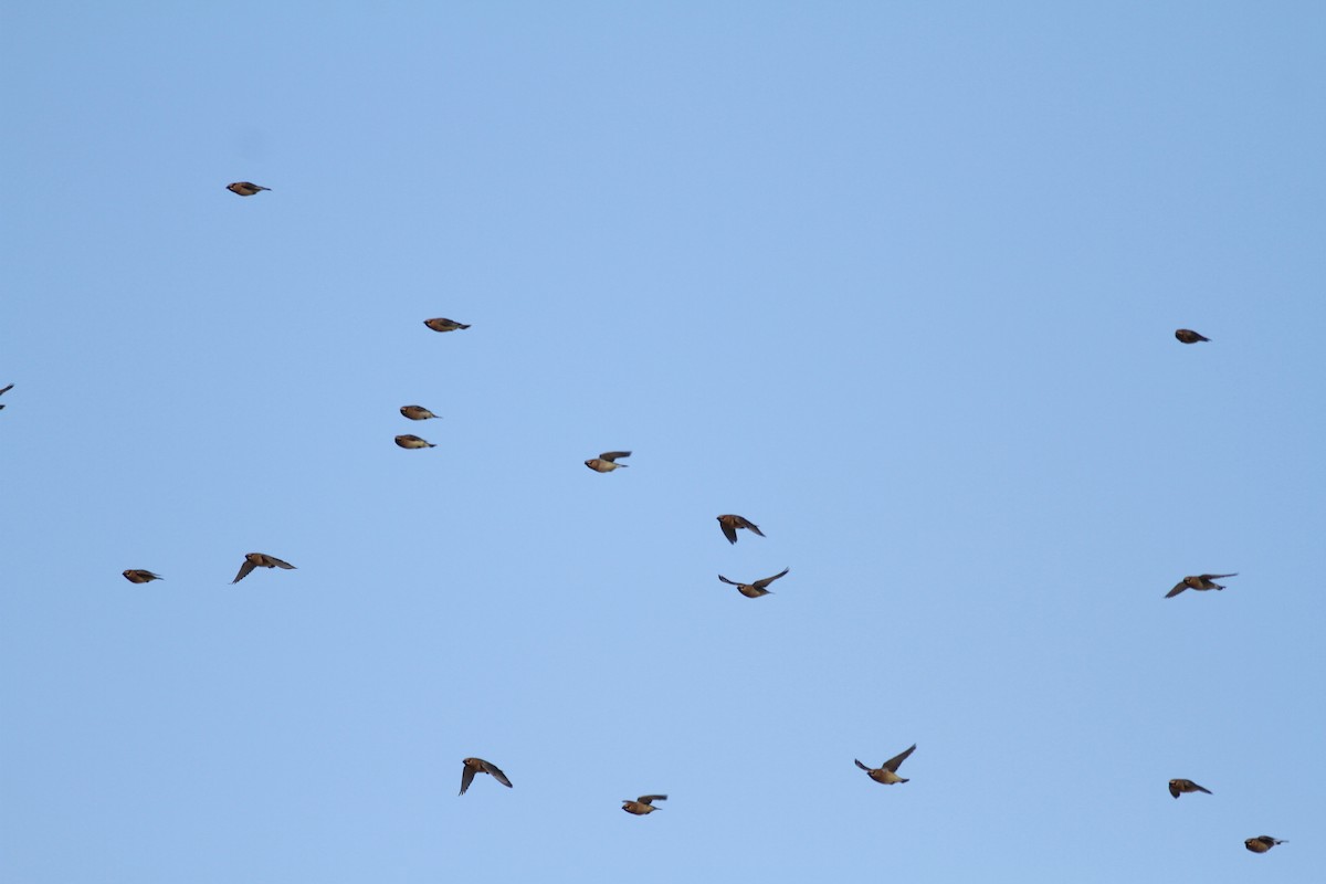 Cedar Waxwing - Ryan Terrill