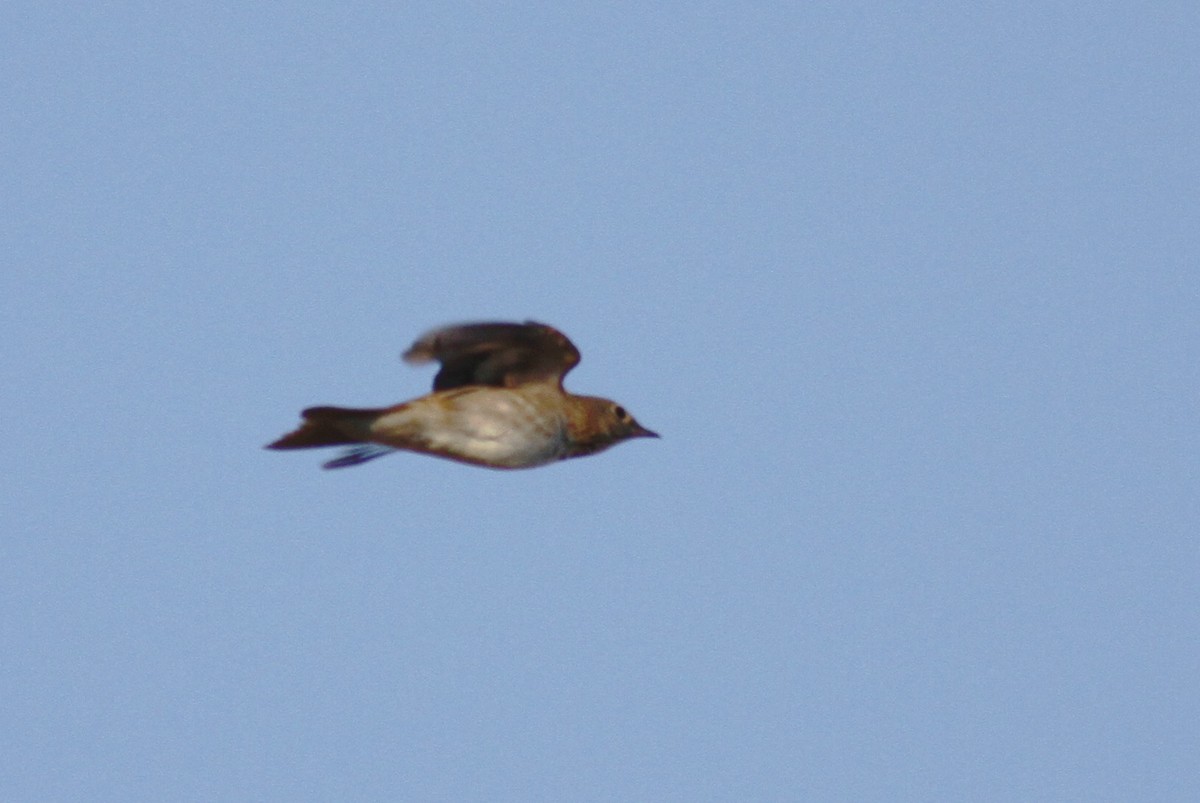 Swainson's Thrush - ML337851521