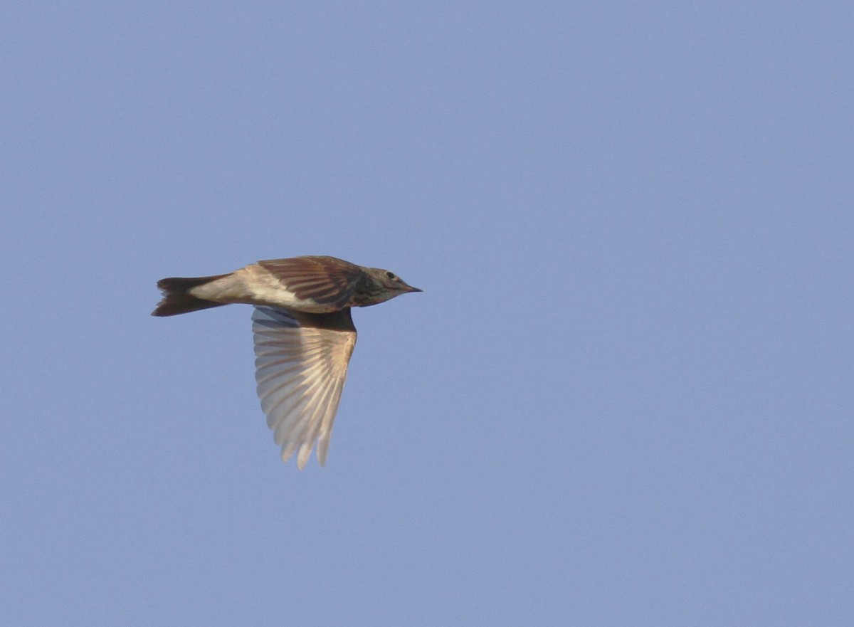 Swainson's Thrush - ML337852241