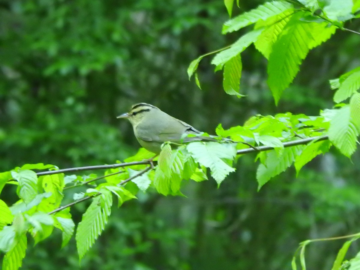 Worm-eating Warbler - ML337852761