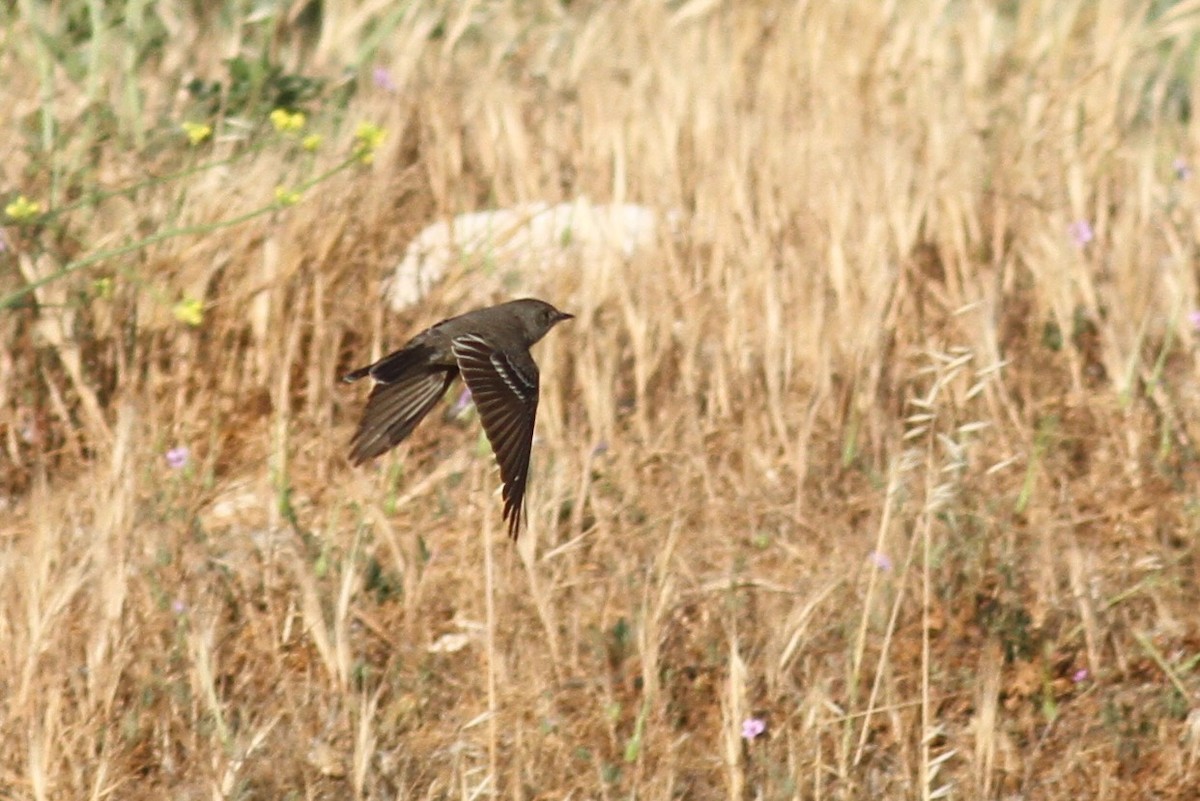 Western Wood-Pewee - ML337853631