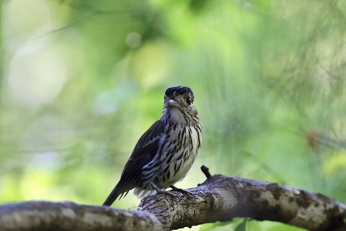 African Broadbill - Krista Oswald