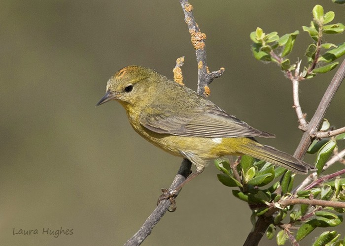 Orange-crowned Warbler - ML337855191