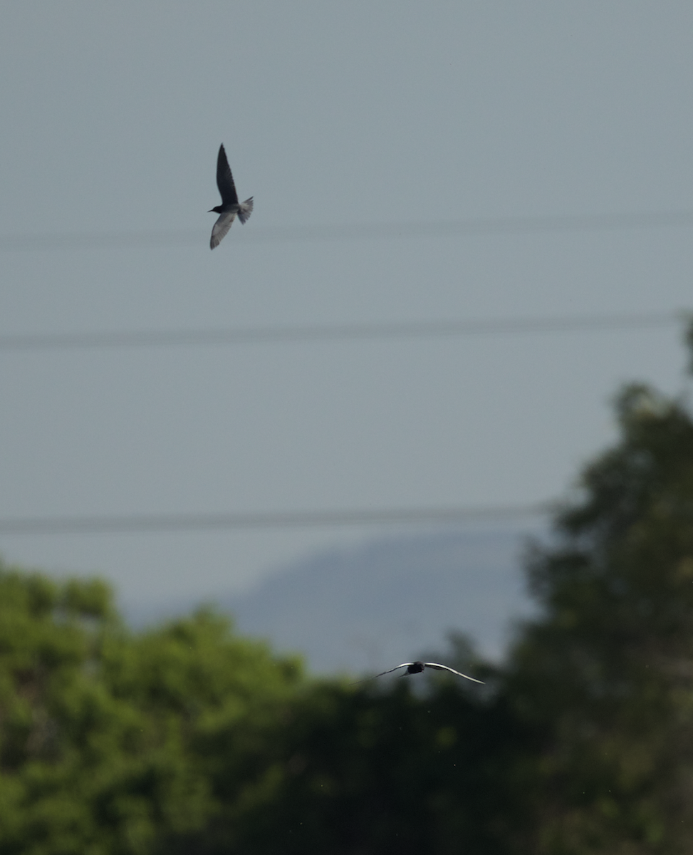 Black Tern - ML337855421
