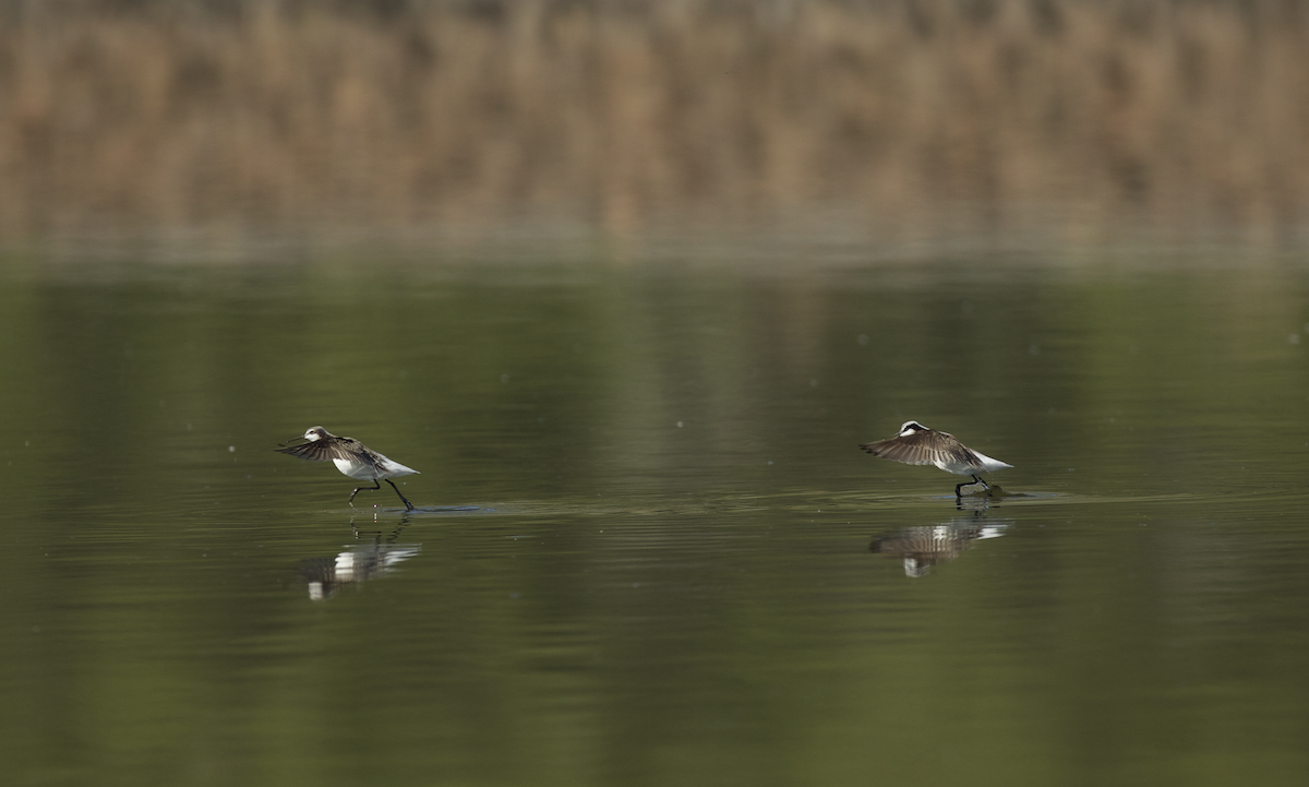 Wilson's Phalarope - ML337855451
