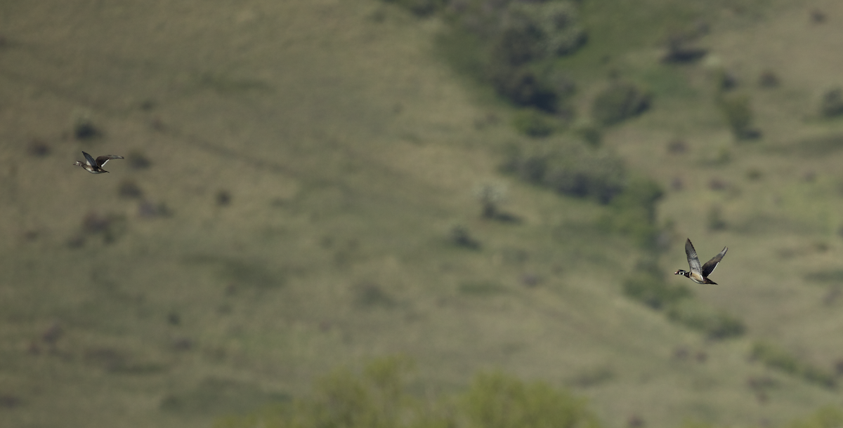 Wood Duck - ML337855491