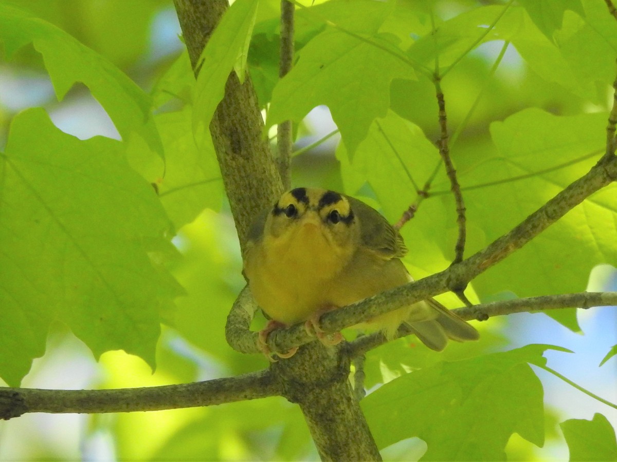 Worm-eating Warbler - ML337855621