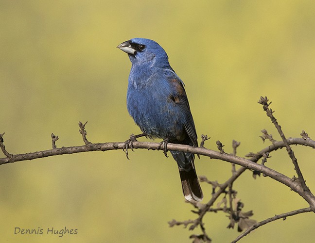 Blue Grosbeak - ML337856461