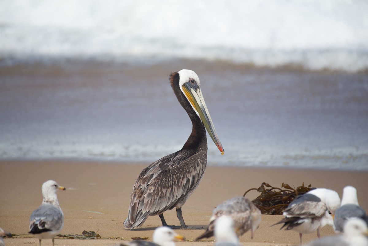 Brown Pelican - ML337856741