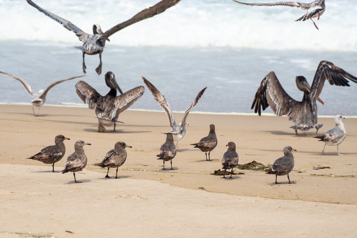 Heermann's Gull - ML337857901