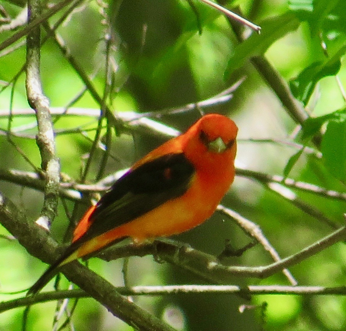 Scarlet Tanager - ML337858321