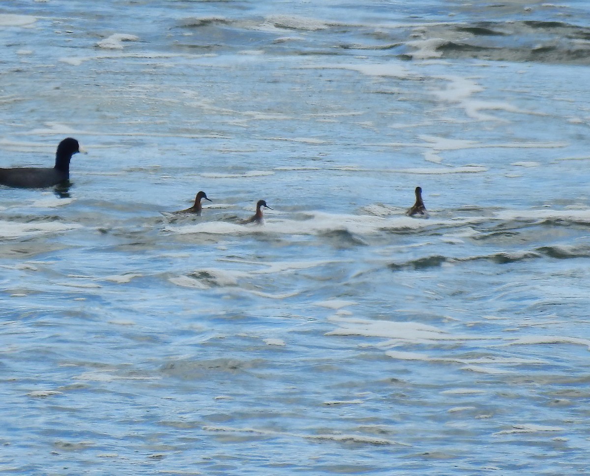 Red-necked Phalarope - ML337860901