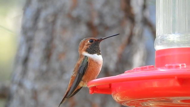 Rufous Hummingbird - ML337861641