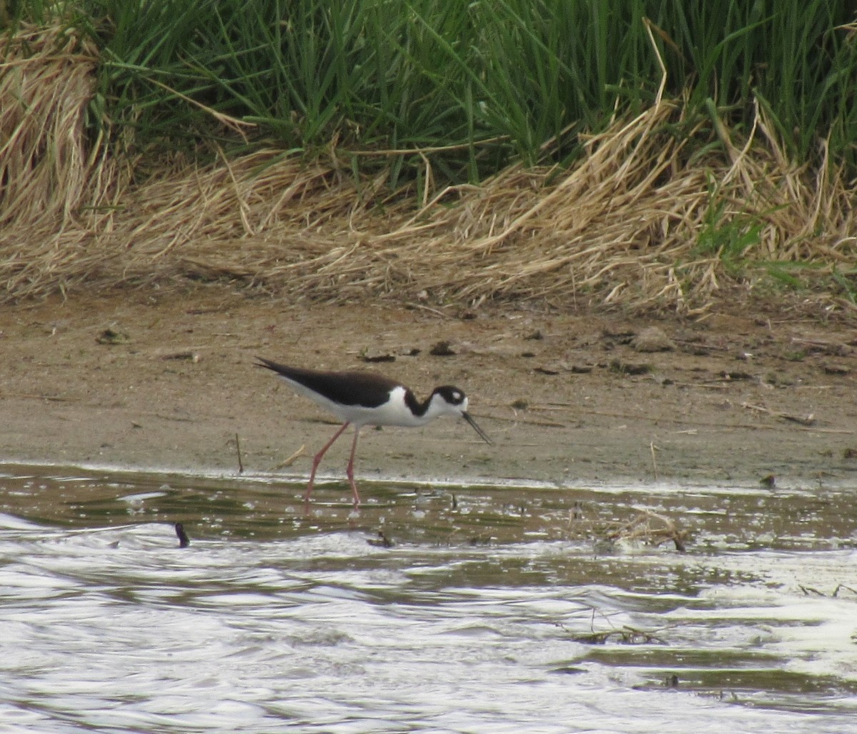 Black-necked Stilt - ML337862531