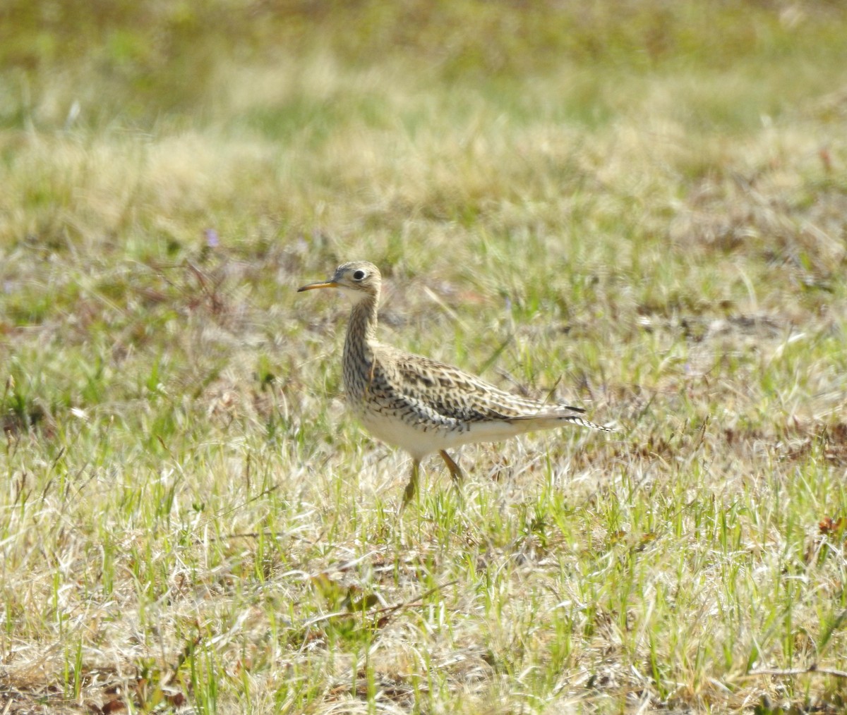 Upland Sandpiper - Mary Alley