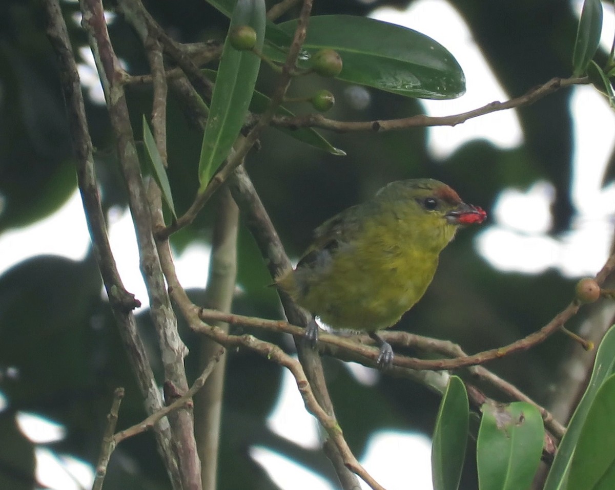 Olive-backed Euphonia - ML33786281