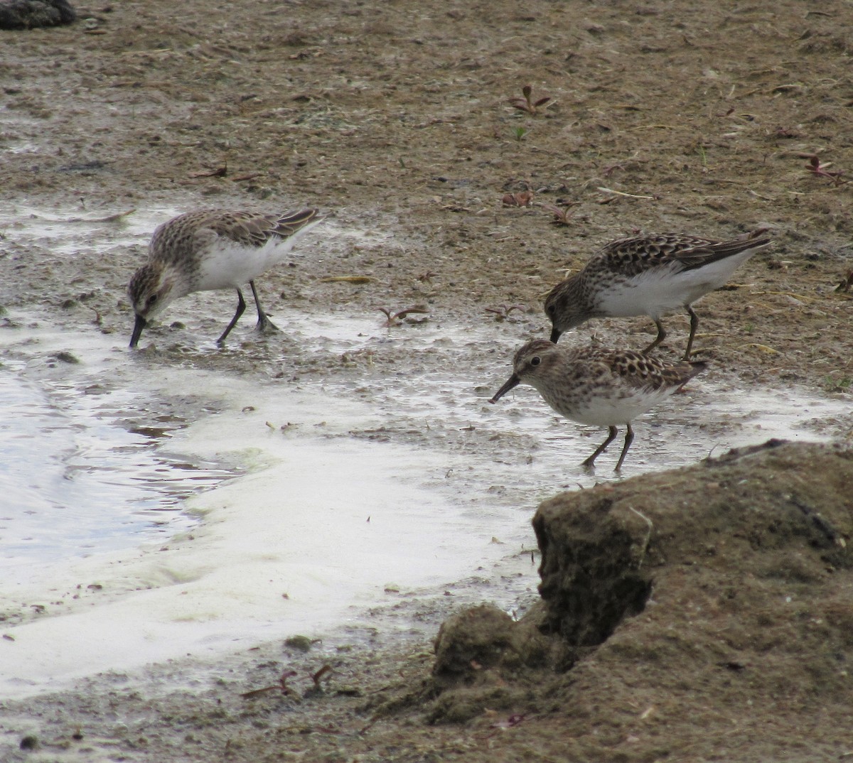 Least Sandpiper - An Illinois Birder