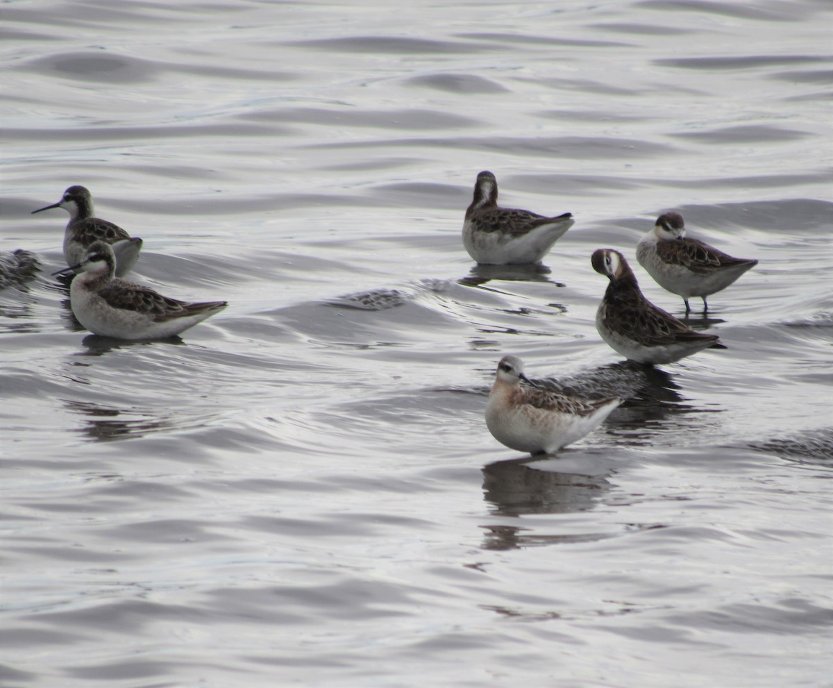 Wilson's Phalarope - ML337863131