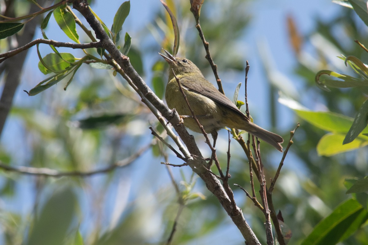 Orange-crowned Warbler - Peter Rigsbee
