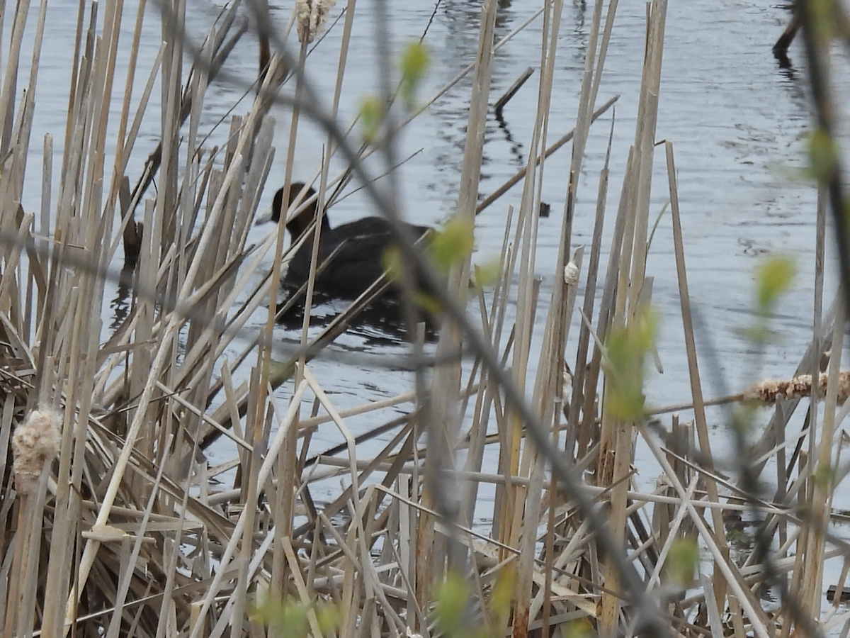 American Coot - Michelle Bélanger