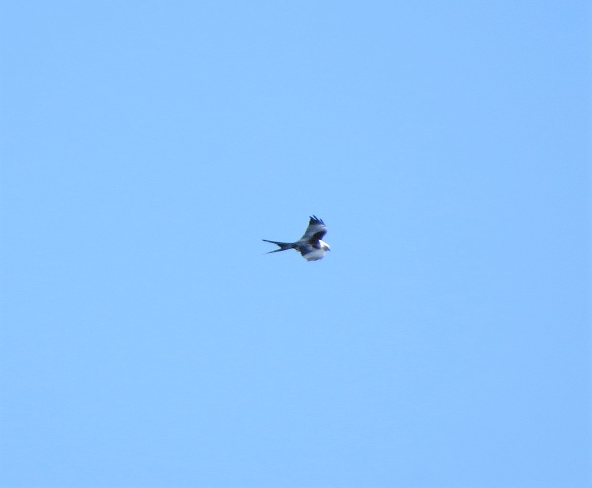 Swallow-tailed Kite - ML337864201