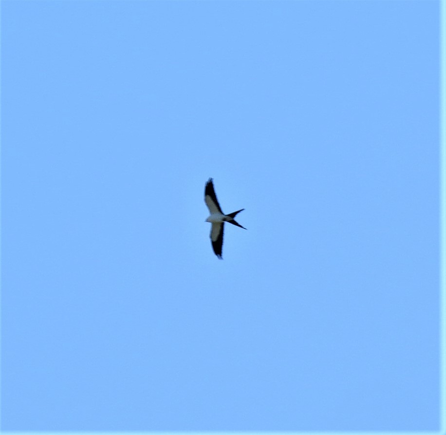 Swallow-tailed Kite - ML337864261