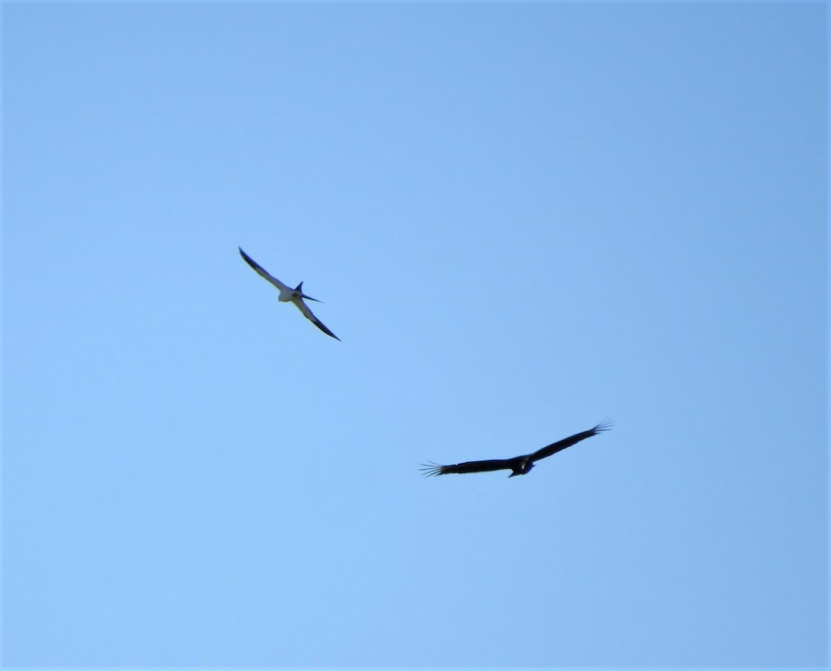 Swallow-tailed Kite - ML337864291