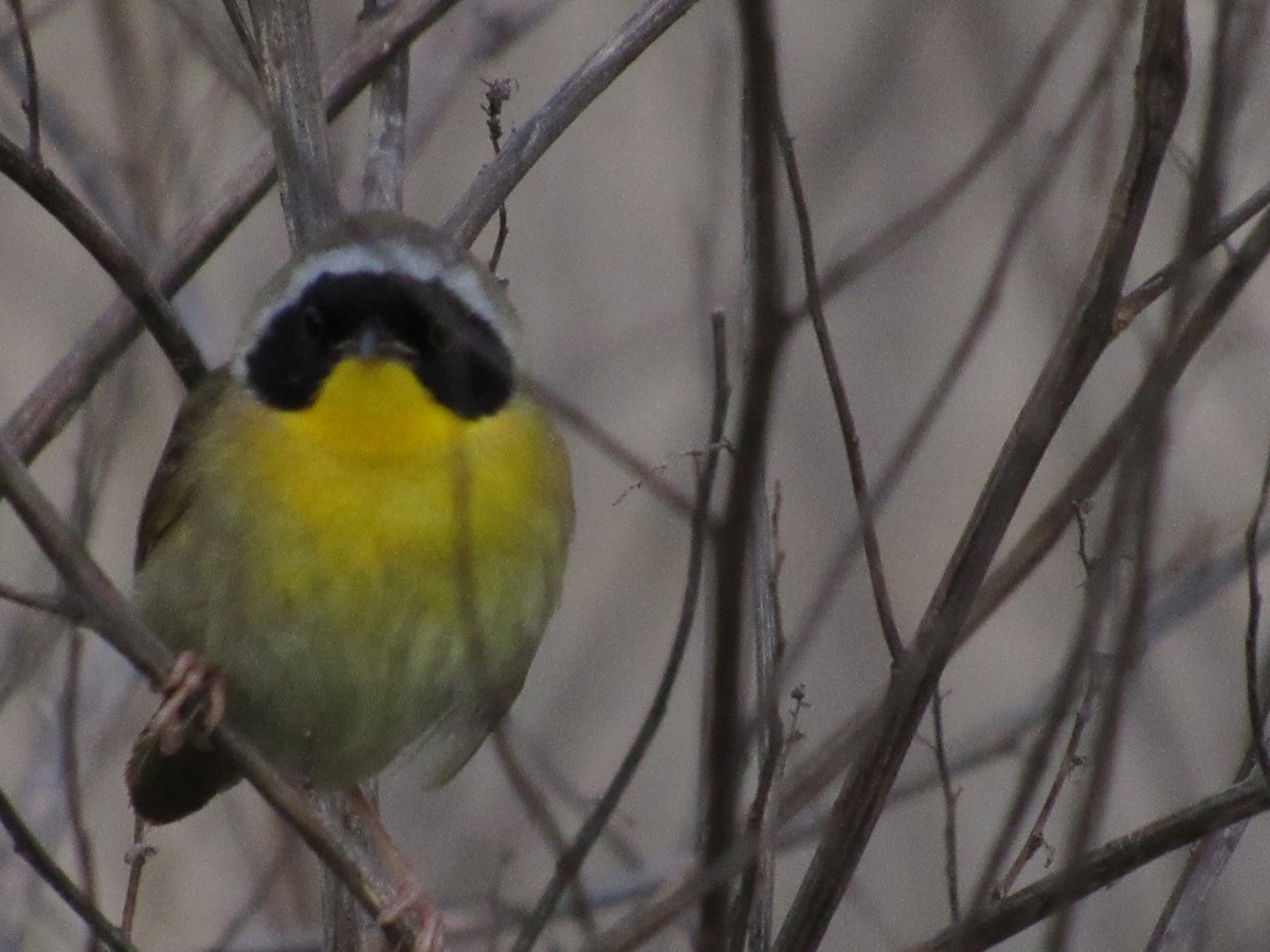 Common Yellowthroat - ML337864361