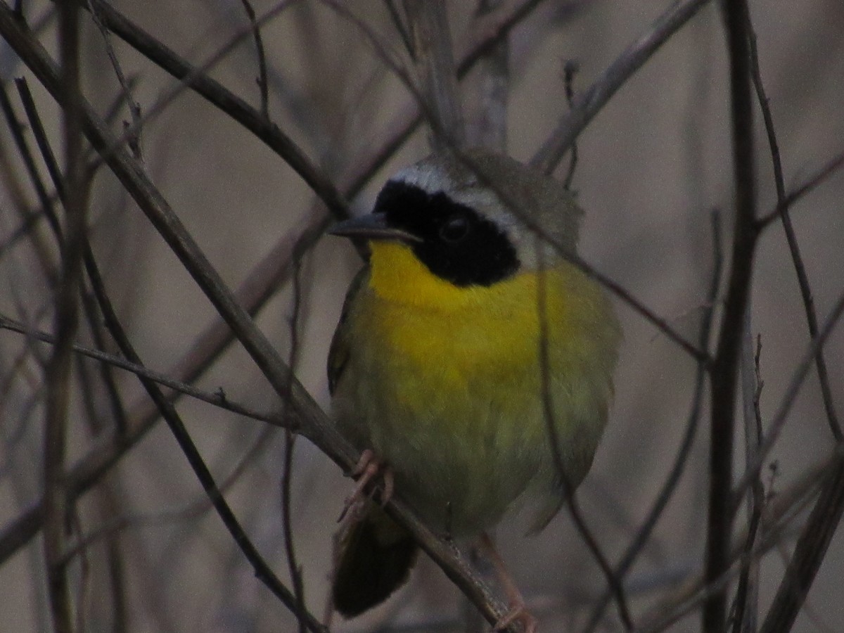 Common Yellowthroat - ML337864371