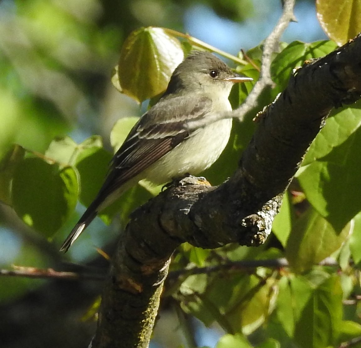 Eastern Wood-Pewee - ML337866661