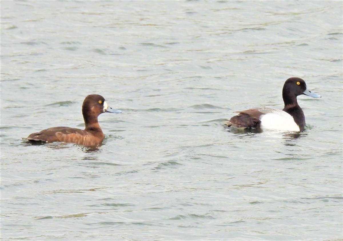 Greater Scaup - ML337866731