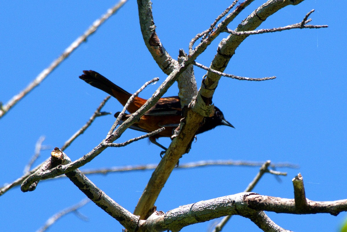 Orchard Oriole - ML337866911