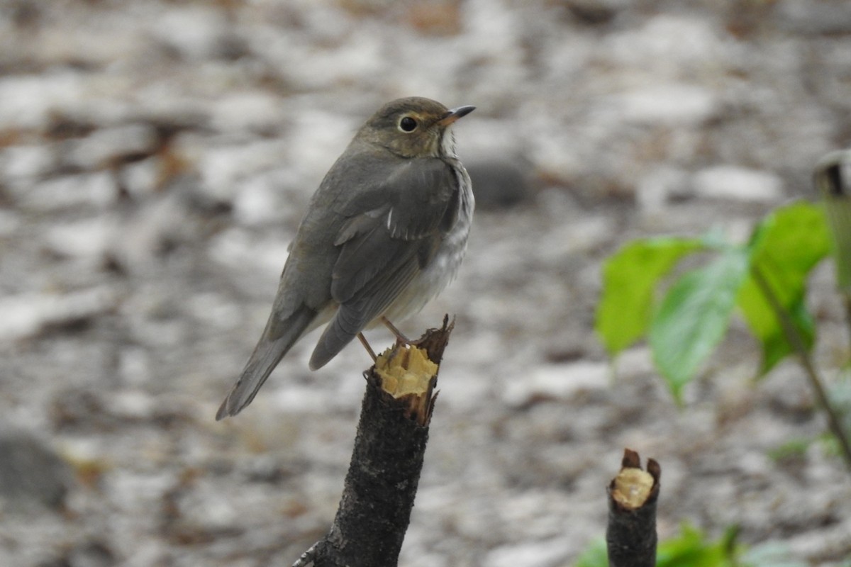 Swainson's Thrush - ML337868691