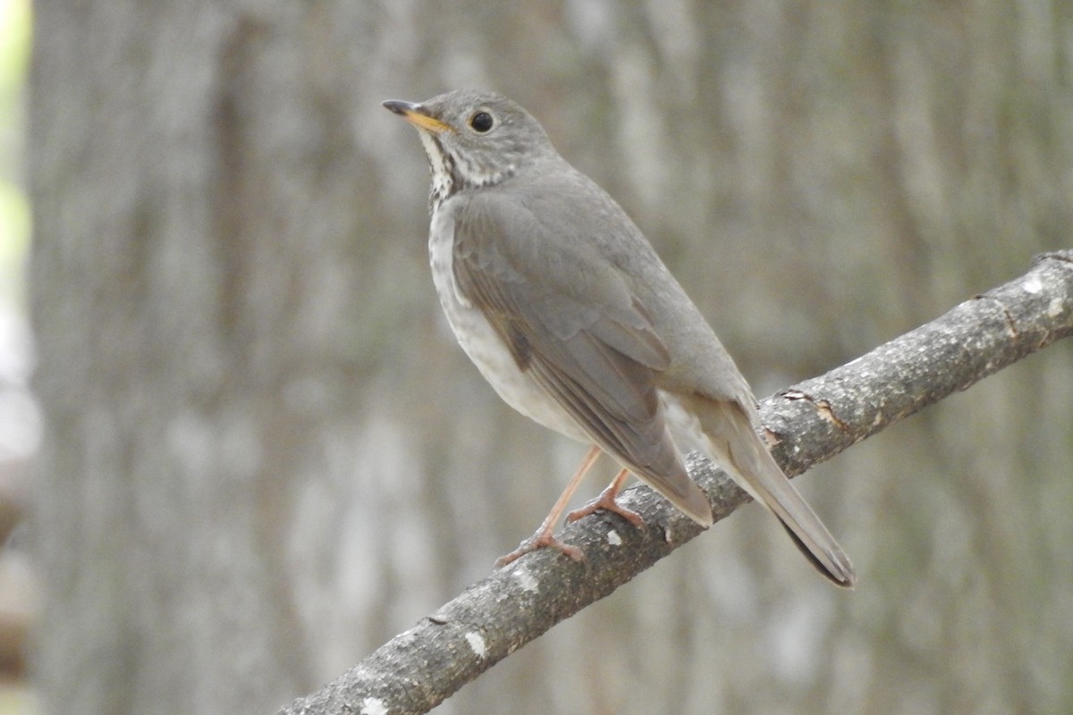 Gray-cheeked Thrush - Dan Belter