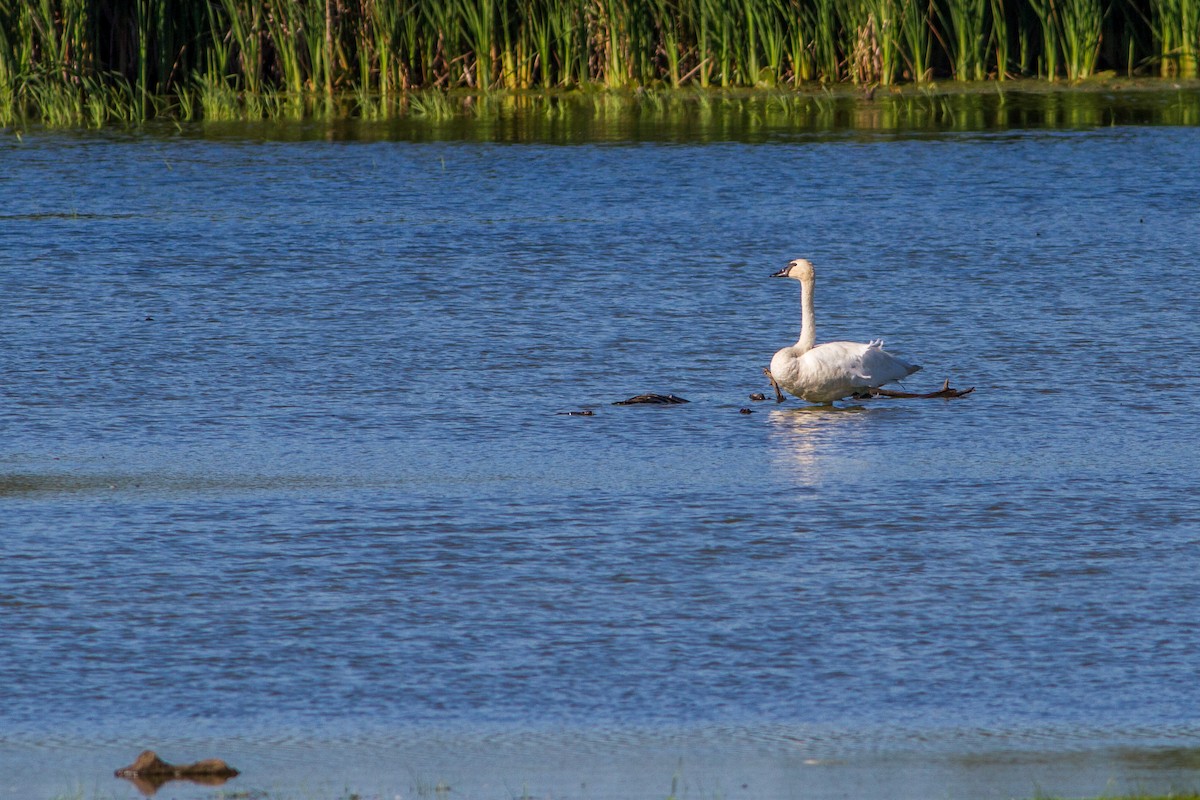 Trumpeter Swan - Bruce Gates