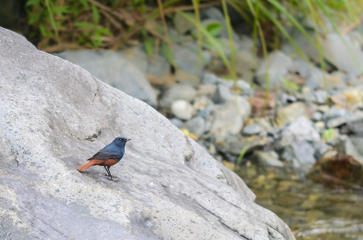 Luzon Redstart - ML33787191